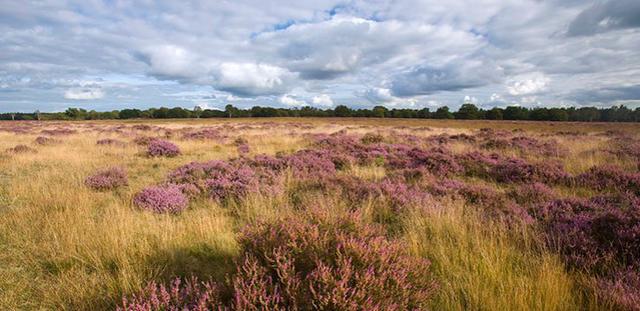 Natuurbeheerplan Heihuyzen is goedgekeurd